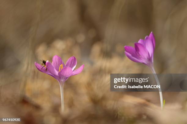 Insecte butinant un crocus, Orsay ville, Essonne, France.