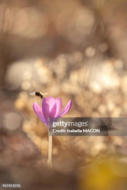 Insecte butinant un crocus, Orsay ville, Essonne, France.