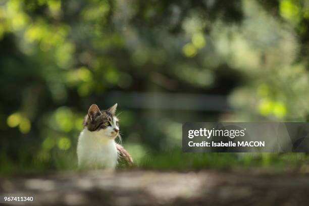 Chat domestique dans un parc urbain, 20 mai 2017, Orsay ville, Essonne, France.