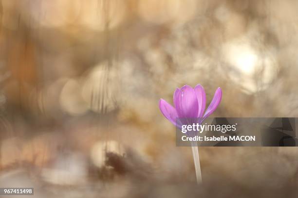 Crocus, Orsay ville, Essonne, France.