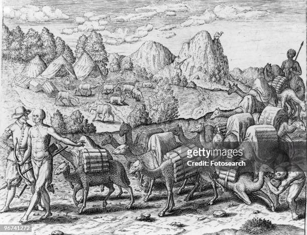 Engraving after a painting by Jacques Le Moyne, depicting a pack train of llamas carrying silver from Potosi mines in Peru, South America, date...