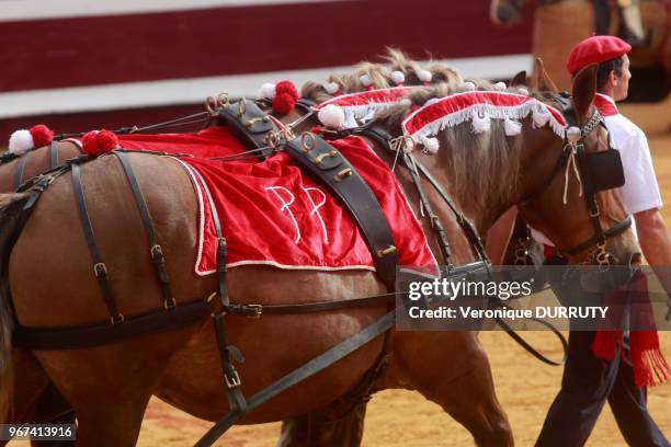 Corrida aux fetes de Dax, France : l'attemage de mules qui transporte les taureaux morts, lors du Paseo.