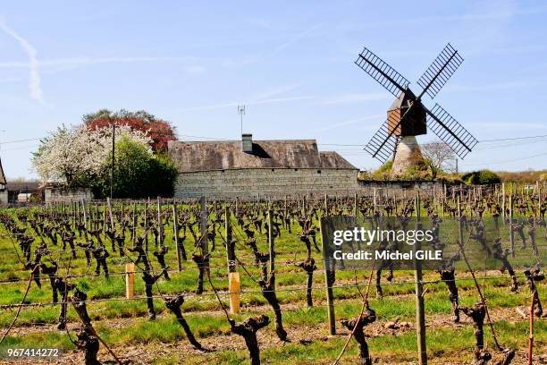 Moulin à vent de l'Herpiniere monument historique au milieu des vignobles d'Anjou, Turquant, Maine et Loire, France.