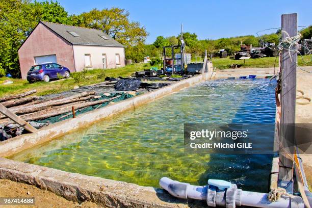 Bassin ostreicole pour l'affinage des huitres, 18 avril 2017 dans le golfe du Morbihan, Séné, Bretagne sud, France.