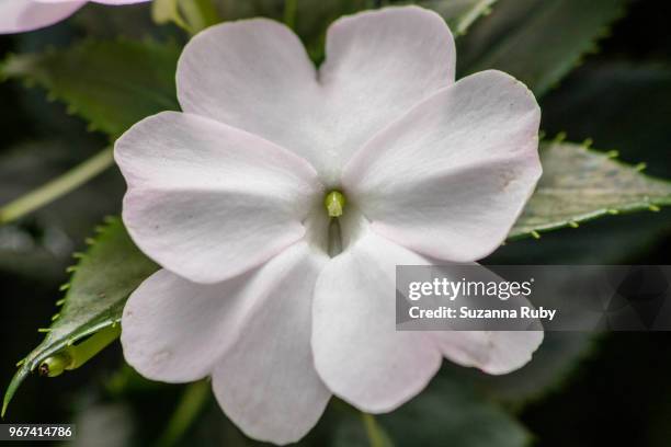 white impatient - impatience flowers stock pictures, royalty-free photos & images