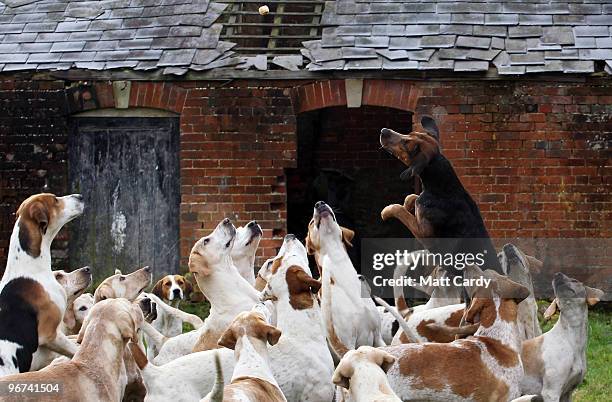 Nick Bycroft, Kennel Huntsman with the Avon Vale hunt throws a treat to the hounds prior to riding out from a hunt meet near Trowbridge on February...