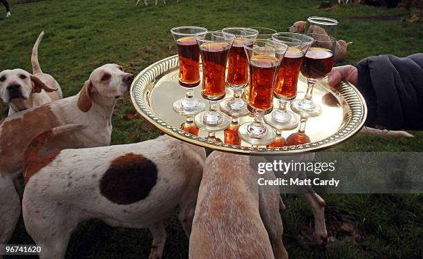 Huntsman and hounds with the Avon Vale Hunt gather prior to riding out from a hunt meet near Trowbridge on February 16, 2010 in Wiltshire , England....