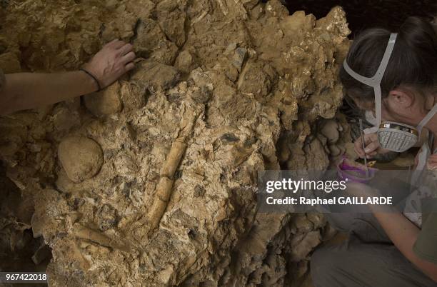 Femur date de 450 000 ans, le 18 juillet 2013, Tautavel, France. Femur de l'Homo heidelbergensis, 37cm de longueur, les epiphyses sont absentes...