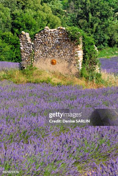 Culture du lavandin dans le vallon du Colostre, Riez, Alpes-de-Haute-Provence, Provence-Alpes-Cote d Azur, PACA, France;.