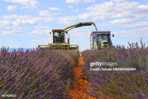 France, Provence, Alpes de Haute Provence , Valensole, lavender fields on the Plateau, collecting the flowers in july // France, Provence, Alpes de...