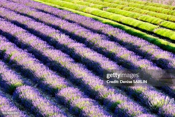 Plateau de Valensole, Parc naturel regional du Verdon, Alpes-de-Haute-Provence, Region PACA, France.