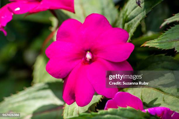 pink impatient - impatience flowers stock pictures, royalty-free photos & images