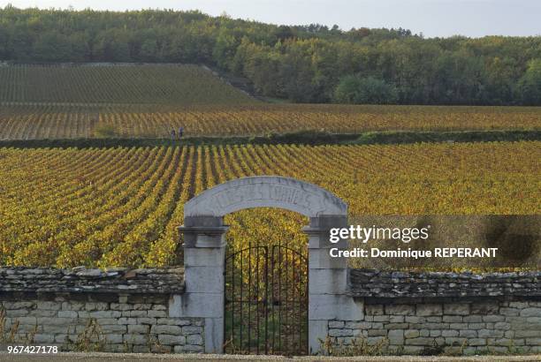 Paysage du vignoble de la cote de Nuits, le Clos des Corvees a Premeaux-Prissey, couleurs d'automne, Cote-d'Or, France, Europe. Cette vigne de 5ha 21...