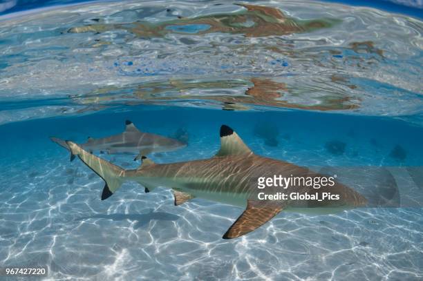 blacktip shark (carcharhinus limbatus) - french polynesia - pacific double saddle butterflyfish stock pictures, royalty-free photos & images