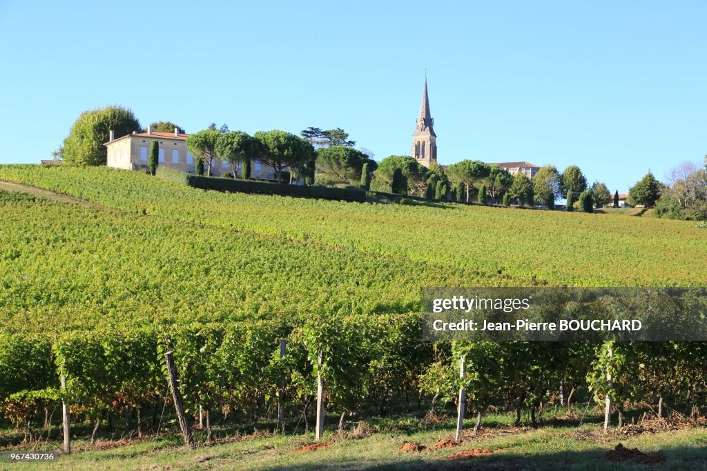 Vigne et vignoble des Côtes de Bordeaux