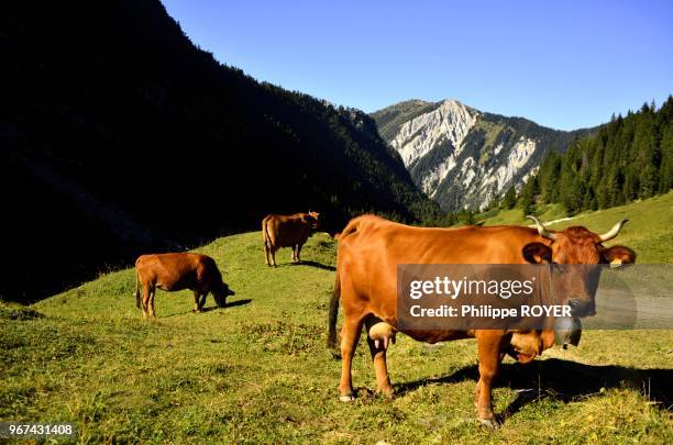 Cow in valley of Avals over Courchevel, national park of Vanoise, Savoy, France.
