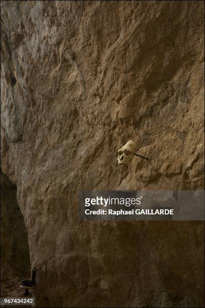 Femur date de 450 000 ans, le 18 juillet 2013, Tautavel, France. Femur de l'Homo heidelbergensis, 37cm de longueur, les epiphyses sont absentes...