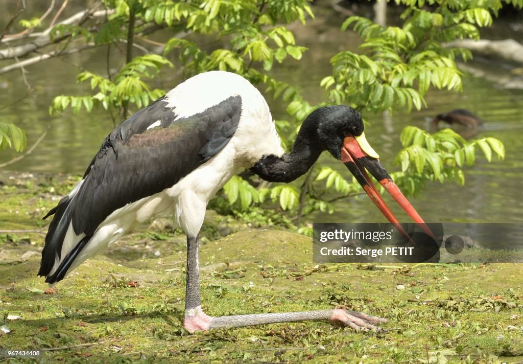 Portrait Of A Saddle-Billed Stork, Ephippiorhynchus Senegalensis