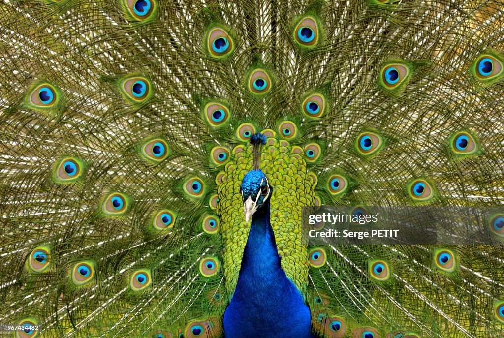Spring Time At The Villard-Les-Dombes Zoo, Ain, France