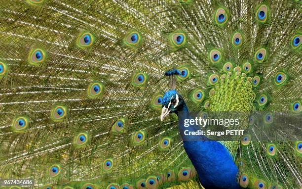 Peacock opens its tail at Villard-Les-Dombes zoological garden on May 28, 2012 in Villard-Les-Dombes, Ain department, France.