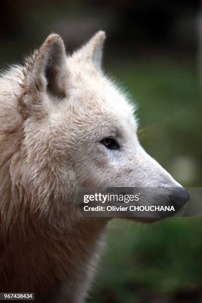 Loup arctique blanc au parc animalier de Sainte-Croix le 25 décembre 2016, Rhodes, Bas-Rhin, France.