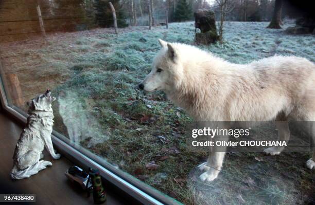 Loup arctique blanc au parc animalier de Sainte-Croix le 25 décembre 2016, Rhodes, Bas-Rhin, France.