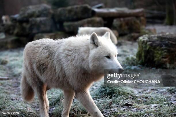 Loup arctique blanc au parc animalier de Sainte-Croix le 25 décembre 2016, Rhodes, Bas-Rhin, France.