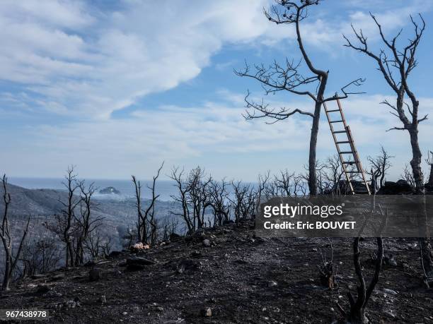 Végétation carbonisée après le passage de l'incendie en juillet 2017 à Bormes-les-Mimosas, France.