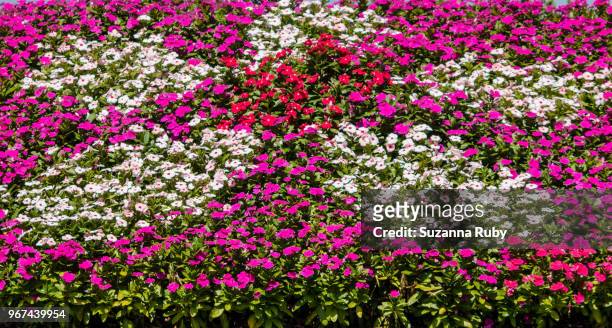 purple and white impatients - impatience flowers stock-fotos und bilder