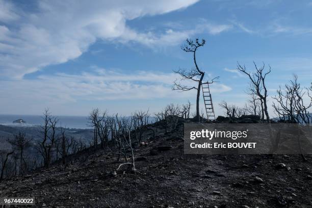 Végétation carbonisée après le passage de l'incendie en juillet 2017 à Bormes-les-Mimosas, France.