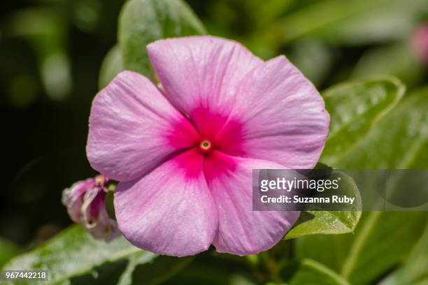 pink impatients - impatience flowers stock pictures, royalty-free photos & images