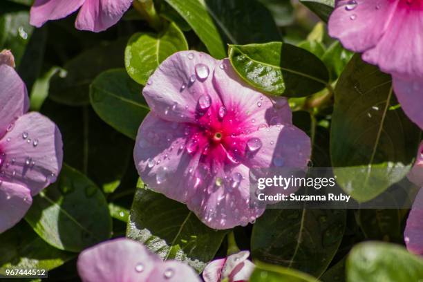 pink impatients - impatience flowers stock-fotos und bilder