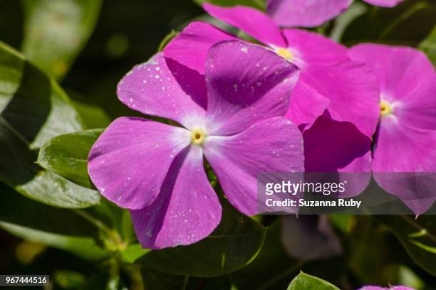 purple impatients - impatience flowers stock-fotos und bilder