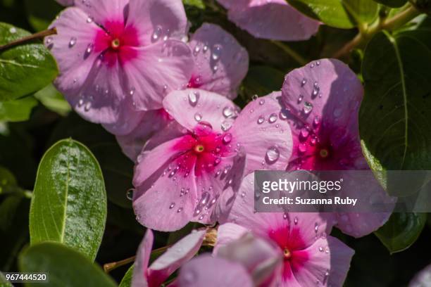 pink impatients - impatience flowers stock-fotos und bilder