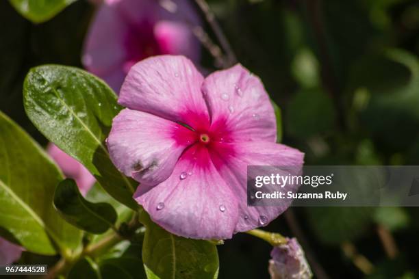 pink impatients - impatience flowers stock pictures, royalty-free photos & images