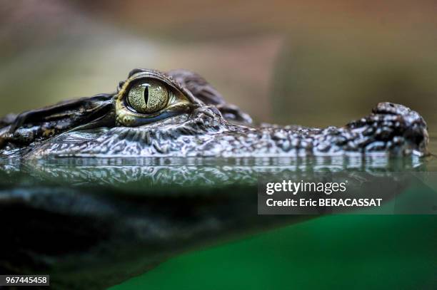 Parc zoologique du Lunaret, Serre Amazonienne, Alligatoridae, Caïman à lunettes , Montpellier, France.