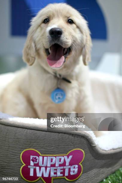 Mattel Inc.'s Puppy Tweets dog collar, which uses motion and sound sensors to transmit pre-recorded messages to a Twitter account, is demonstrated at...