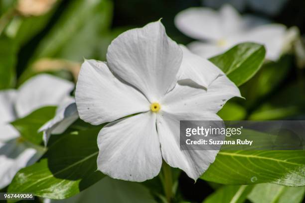 white impatient - impatience flowers stock-fotos und bilder