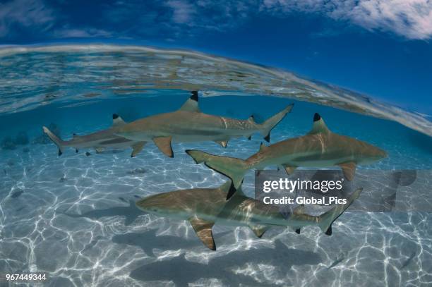 blacktip shark (carcharhinus limbatus) - french polynesia - pacific double saddle butterflyfish stock pictures, royalty-free photos & images