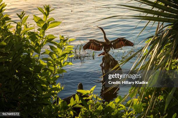 cormorant with wings open - cormorant florida stock pictures, royalty-free photos & images