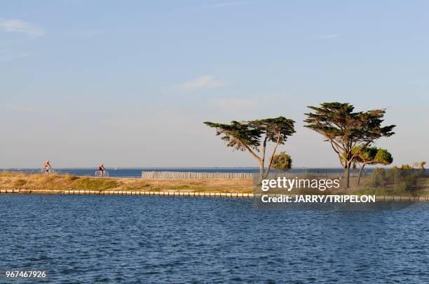 Charente-Maritime Ile de Ré, La Couarde, balade en vélo le long des marais.