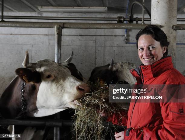 Vache de race Abondance. Ferme Morand, couple d agriculteur, eleveur producteur de lait et cocher de caleche. Village de Megeve, Pays du Mont Blanc...