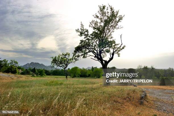 Bouches-du-Rhone Provence, Massif des Alpilles, environs d'Eygalie?res, amandiers.