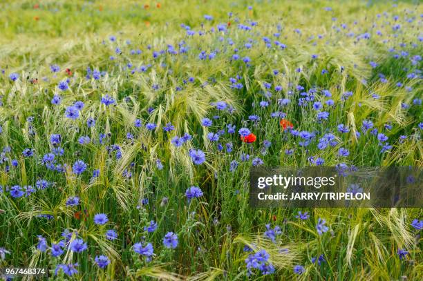 France, champs de céréales et fleurs sauvages//France, cereals field and wildflowers.
