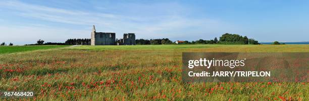 Charente-Maritime, Ile de Ré, Abbaye des Chateliers et champ de coquelicots, 28 mai 2015, France.