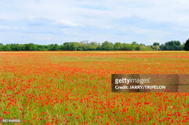 France, champs de céréales et fleurs sauvages//France, cereals field and wildflowers.