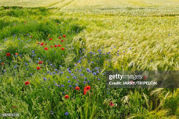 France, champs de céréales et fleurs sauvages//France, cereals field and wildflowers.