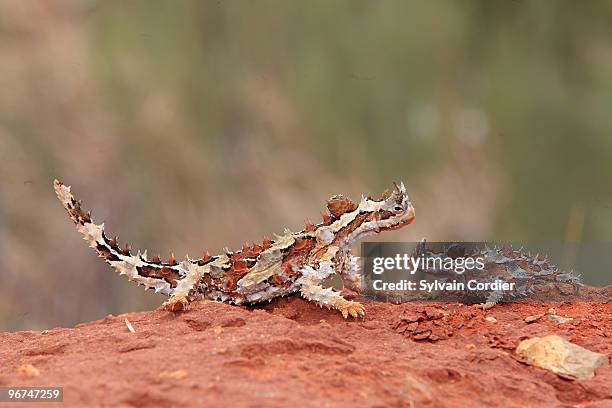 thorny devil - diabo espinhoso imagens e fotografias de stock