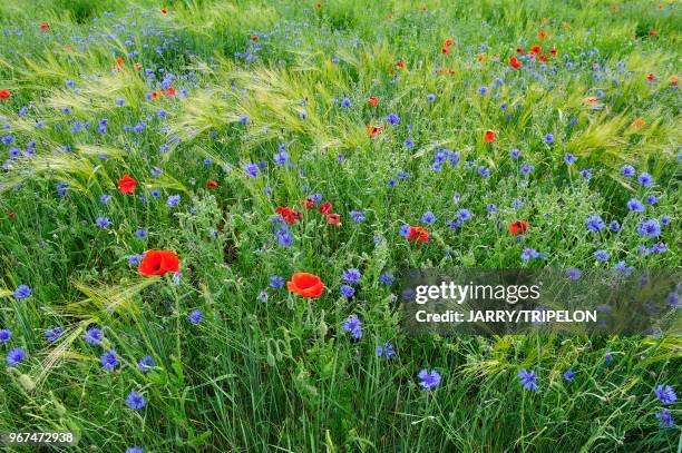 France, champs de céréales et fleurs sauvages//France, cereals field and wildflowers.