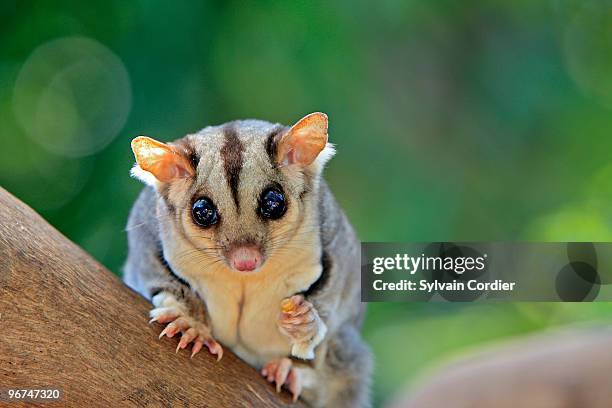 squirrel glider - squirrel glider stock pictures, royalty-free photos & images